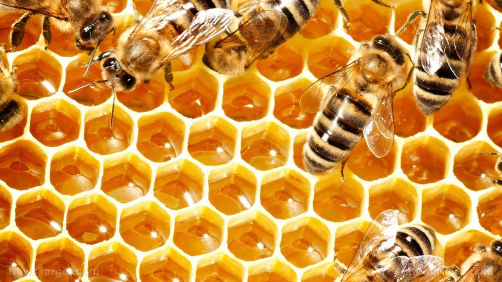 Australian grocery chain Woolworths to stop selling a pesticide that’s causing bee pollinator “colony collapse”