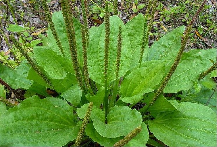 A weed to some, plantain is a survivalist’s powerful medicine