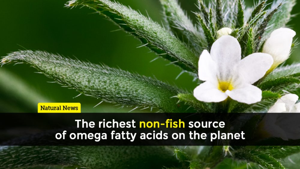 Ahiflower: The richest non-fish source of omega fatty acids on the planet