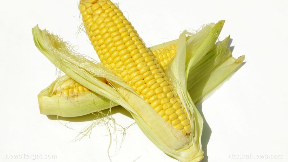 Corn silk can prevent inflammation on a cellular level, according to study