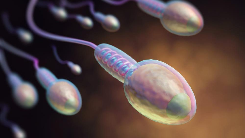 Can probiotics reverse male infertility?