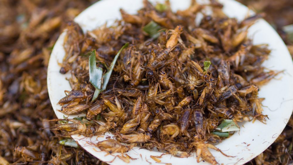 Scientists claim that insects are full of antioxidants, and that drinking “cricket juice” halts cancer