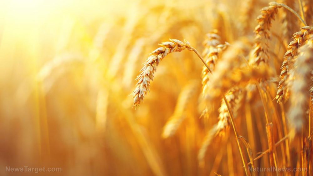 Barley, flaxseed and rice bran: Why they’re good sources of nutraceuticals