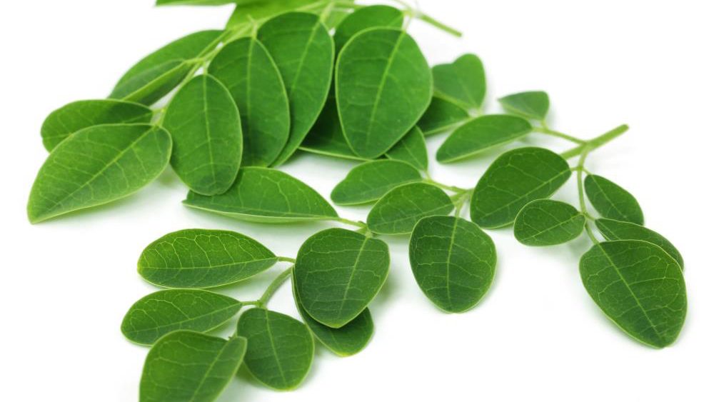 Moringa 101: All you need to know about its health benefits, medicinal applications and nutrient profile