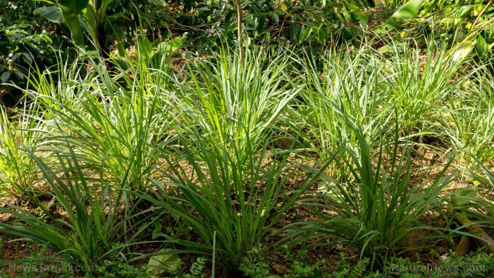 Lemongrass is known for its many health benefits – anxiety relief is now one of them