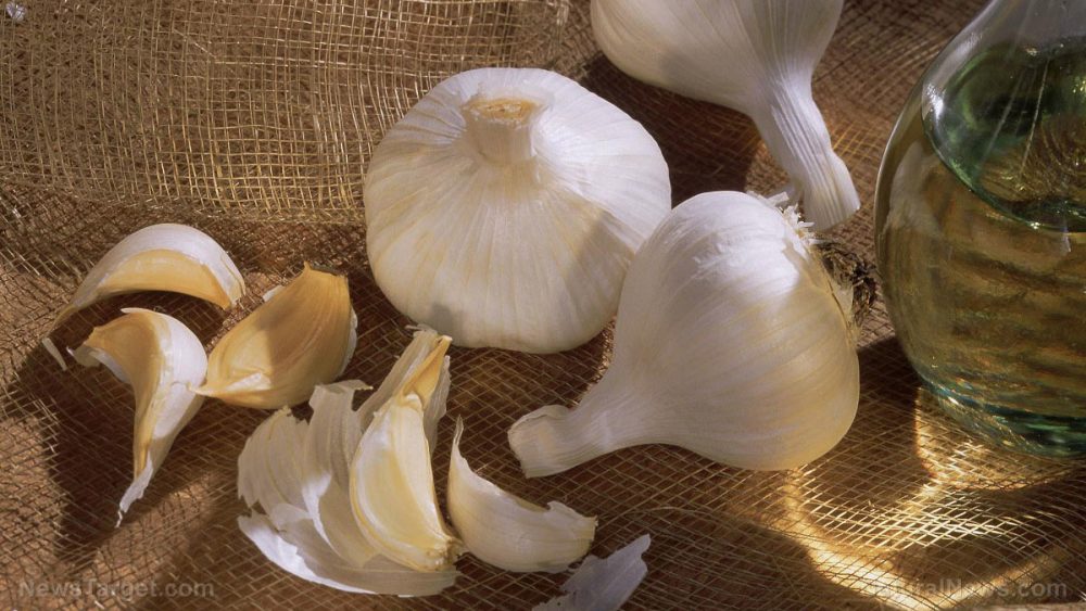 Garlic can protect against heart tissue damage caused by reoxygenation