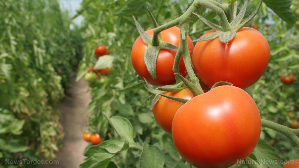 Tomato plants grown in heavy metal contaminated soil found to produce contaminated fruit
