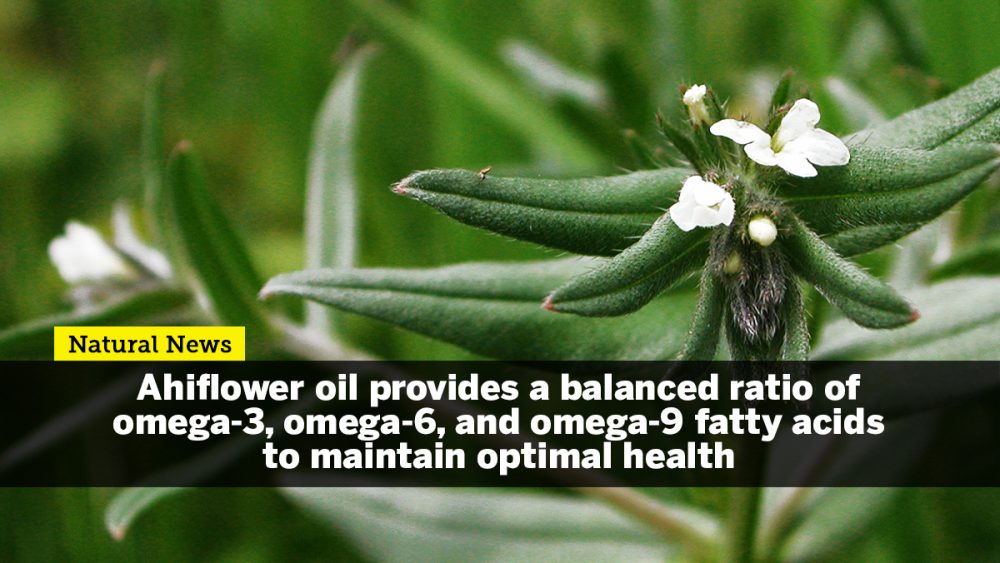 Ahiflower oil provides a balanced ratio of omega-3, omega-6, and omega-9 fatty acids to maintain optimal health