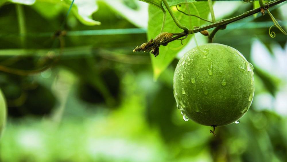 Can monk fruit, a natural sugar alternative, reverse the aging process?