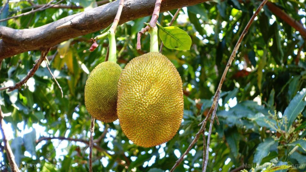 Jackfruit: An easy-to-grow superfood for food-challenged communities