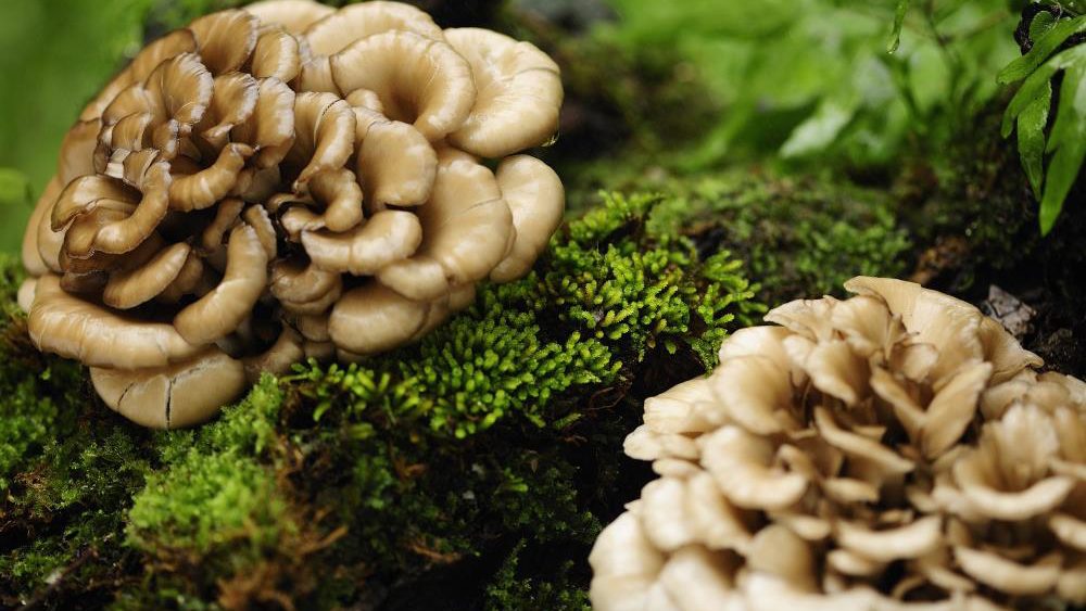 Medicinal mushrooms found to offer natural treatments for heart disease