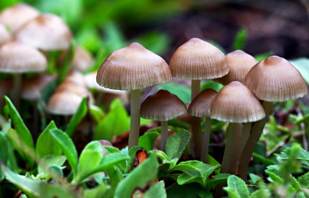Mushrooms have 4 key nutrients that help you age gracefully