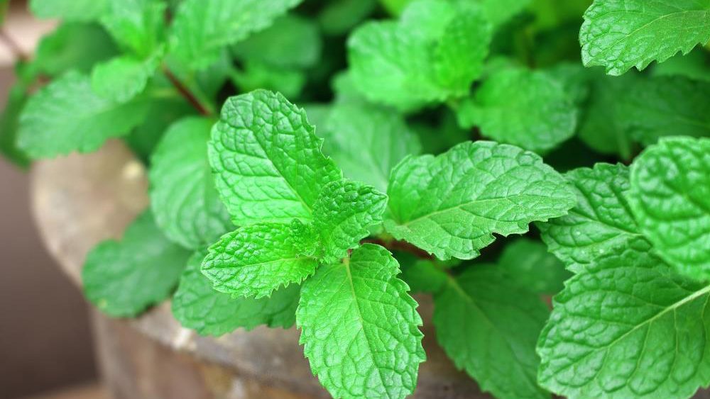Relieve tension headaches and ease digestive issues with a soothing cup of peppermint tea