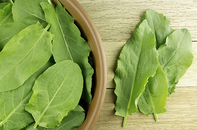 Nutritious weeds: Sorrel is a common perennial herb that offers benefits for respiratory health