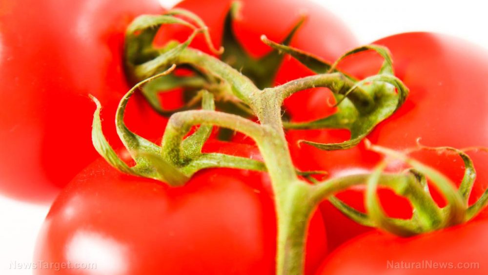 Declared a vegetable by the Supreme Court, tomatoes are a world-wide staple with many widely known health benefits