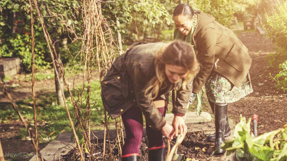 Researchers show that gardening is linked to better mental health