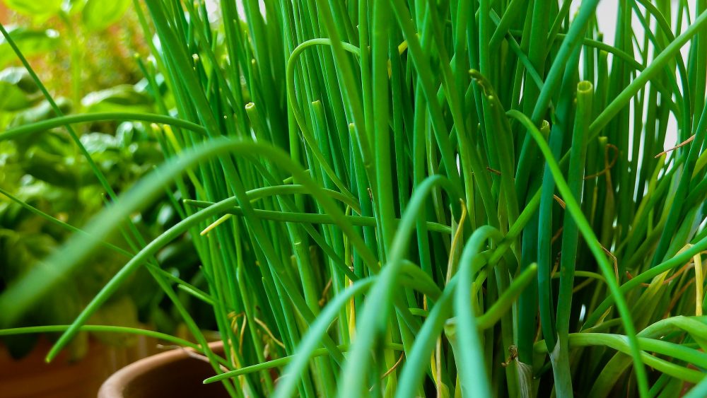 Everything you need to know about growing chives