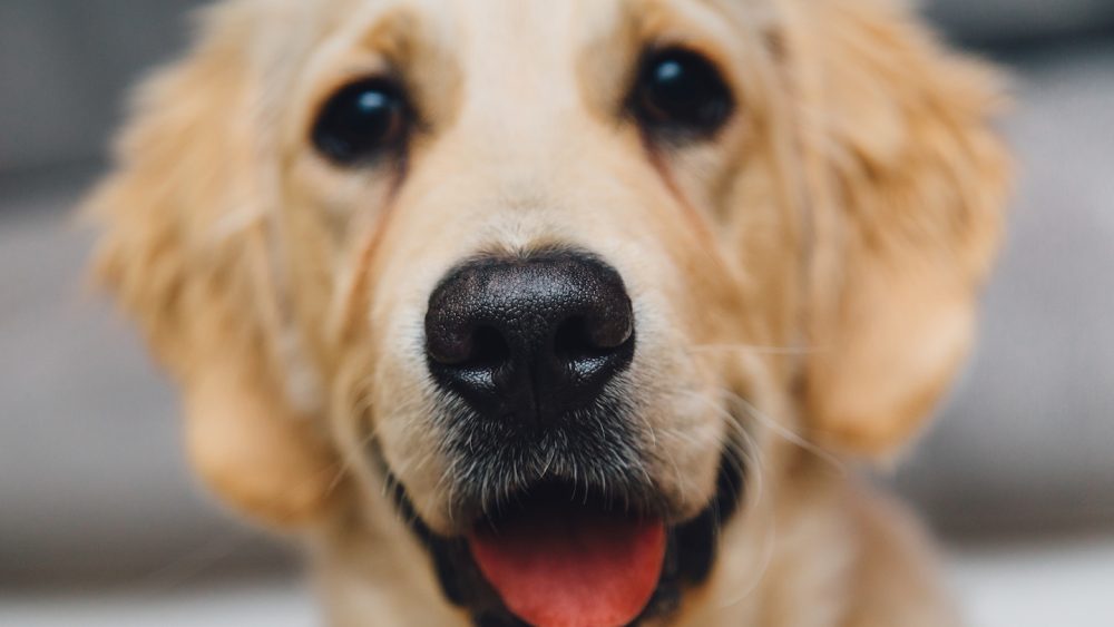 Eliminate your pet’s inflammation with this natural DIY dog treat