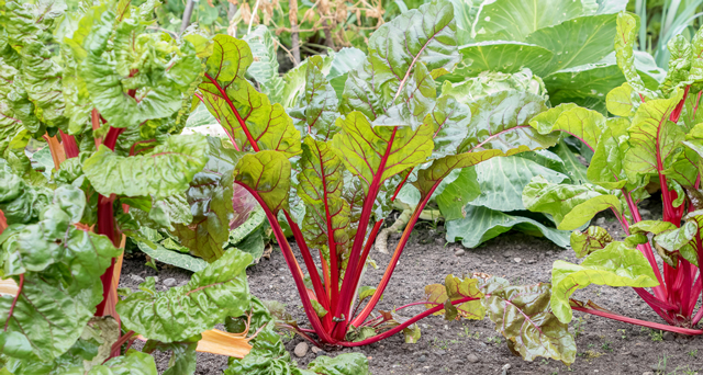 You don’t need to have a green thumb to grow rhubarb – here’s how