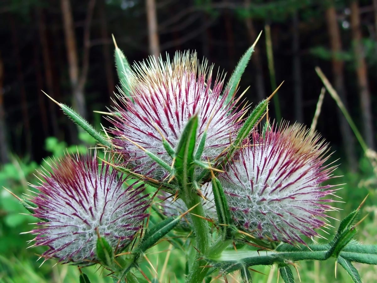 5 Weeds that possess medicinal properties