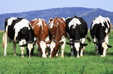 7 Reasons why grass-fed beef is better for you