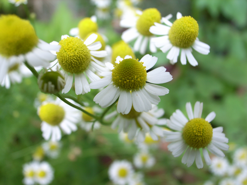 Here’s a surprising discovery about chamomile: It may help with diabetes management
