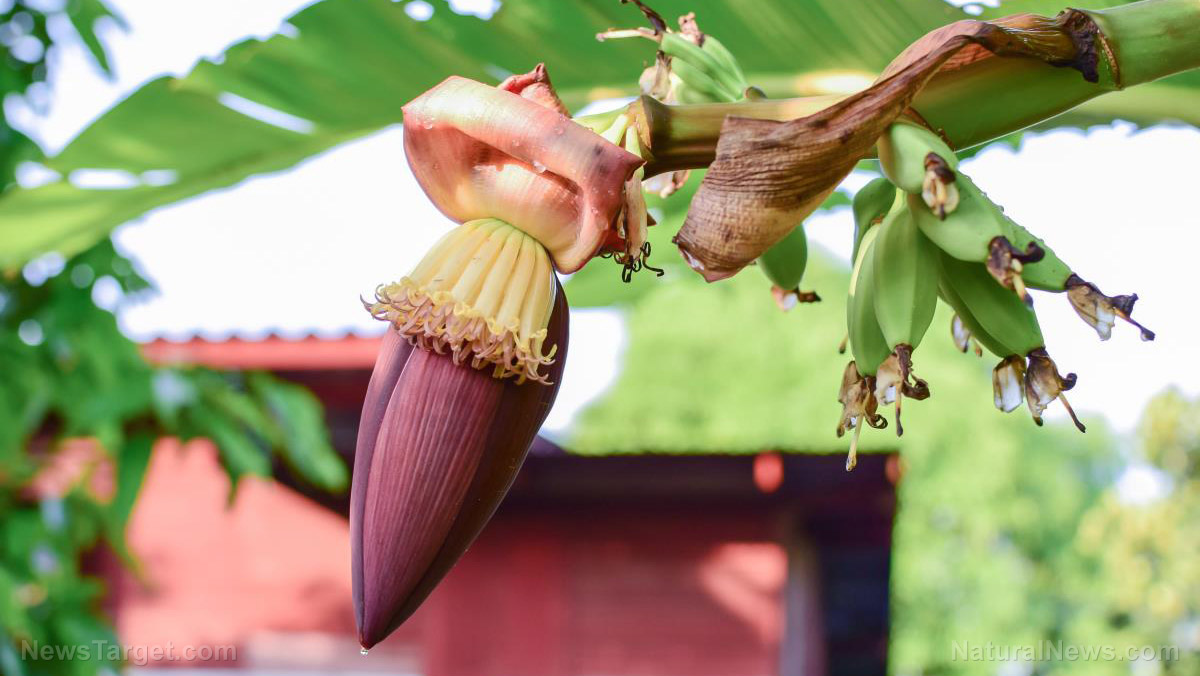 8 Incredible health benefits of banana blossom, a rising food star