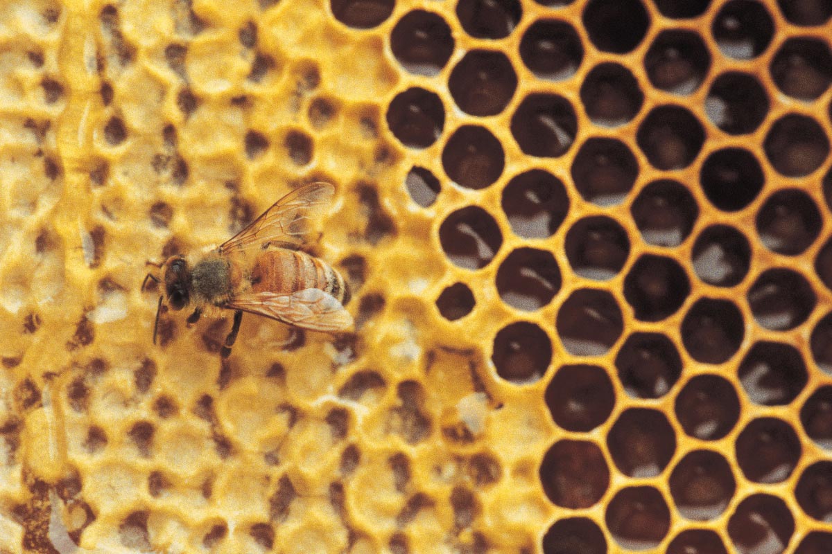 7 Health benefits of RAW honey