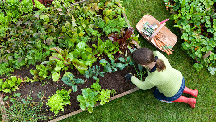 The benefits of organic gardening for health and the environment