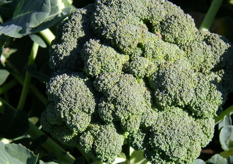 Hate cruciferous vegetables? Here are 7 good reasons to reconsider