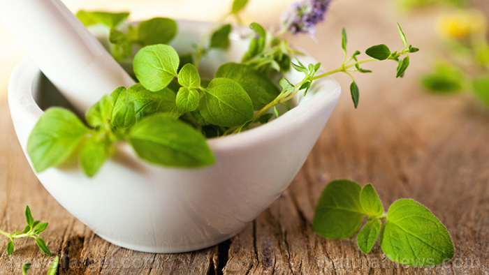 Planting herbs in containers: mint, basil, sage and more
