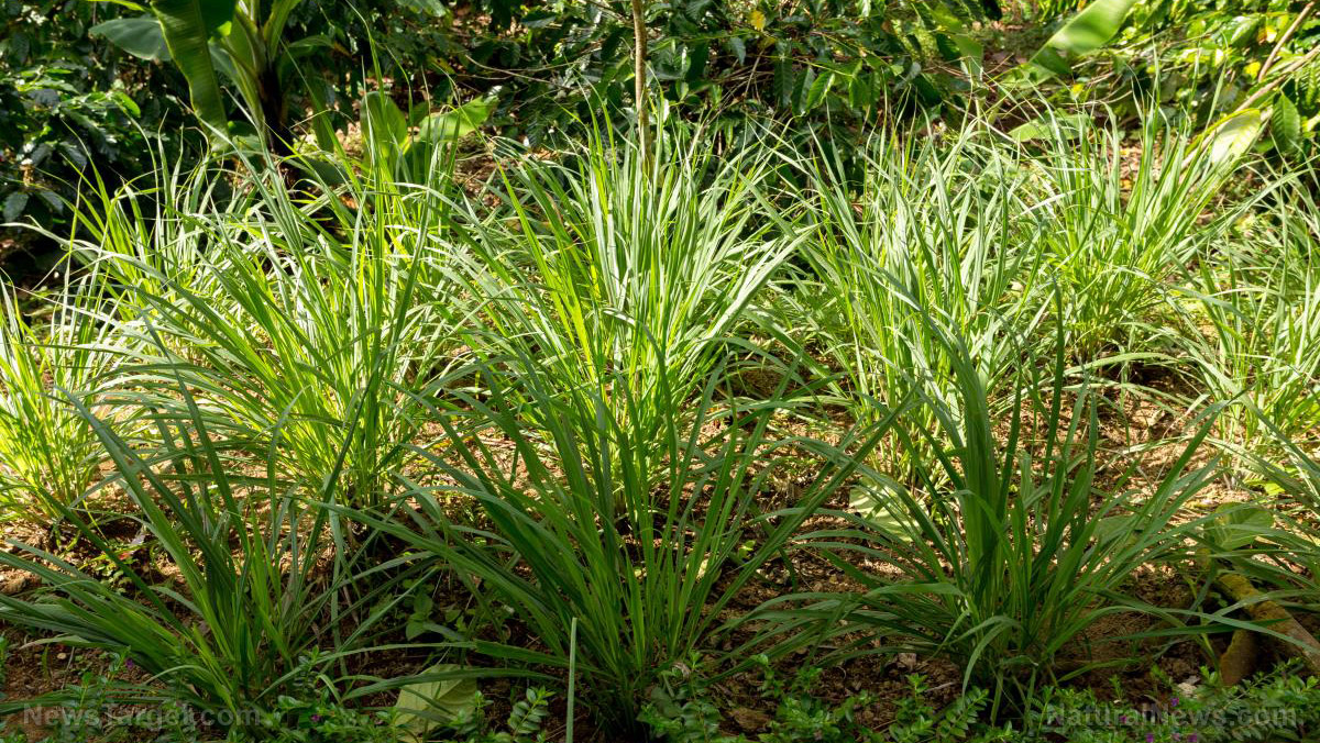 Lemongrass: An extraordinary medicinal herb with a refreshing, citrusy scent