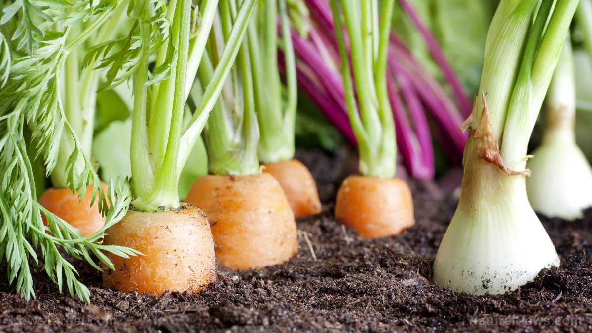 9 Best vegetables to plant in early spring