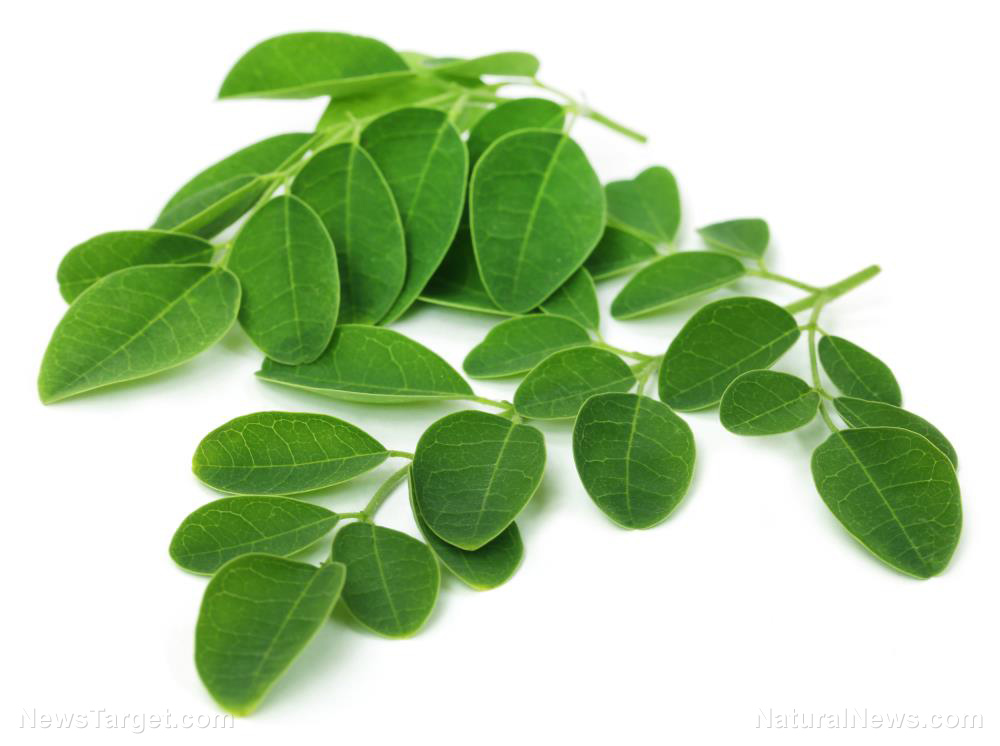 6 Science-backed health benefits of MORINGA, a potent medicinal herb (plus recipes)