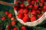 10 Amazing benefits of strawberries for your health
