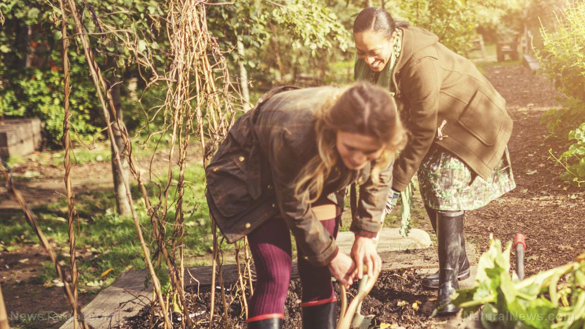 Easier together: Community gardens are key to self-sufficiency and reducing food waste
