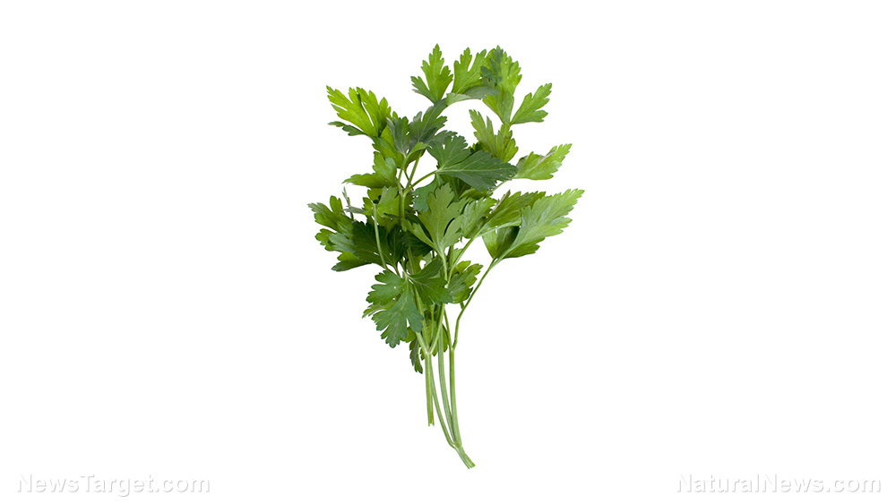 10 Incredible health benefits of cilantro, a Mediterranean superfood (recipes included)