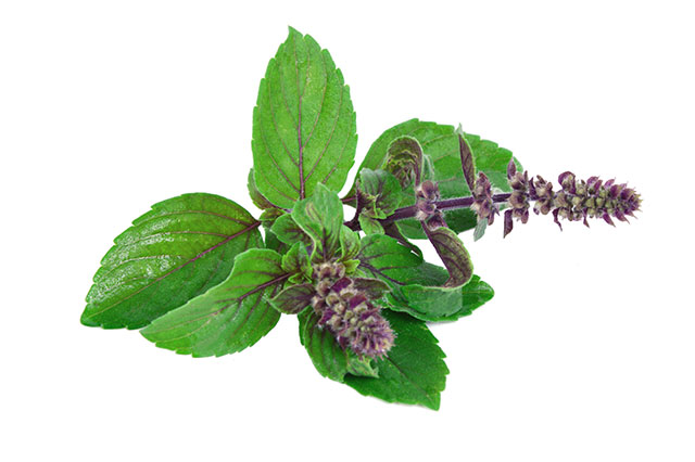 Holy basil! 3 Reasons to include this sacred herb in your diet