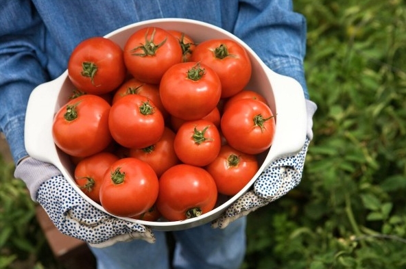 Avoid these 8 common mistakes if you want to grow perfect tomatoes