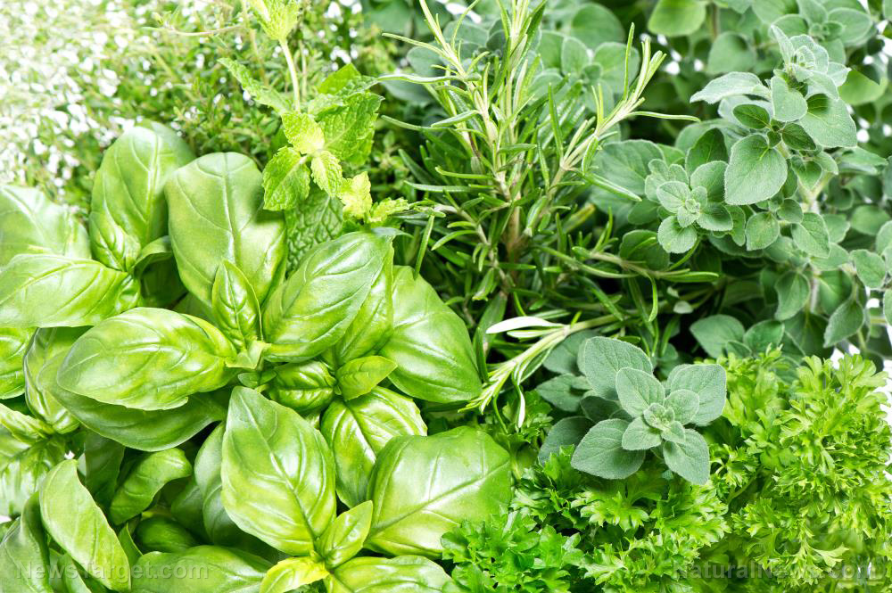 Tasty kitchen staples parsley, anise and rocket are potent natural pesticides