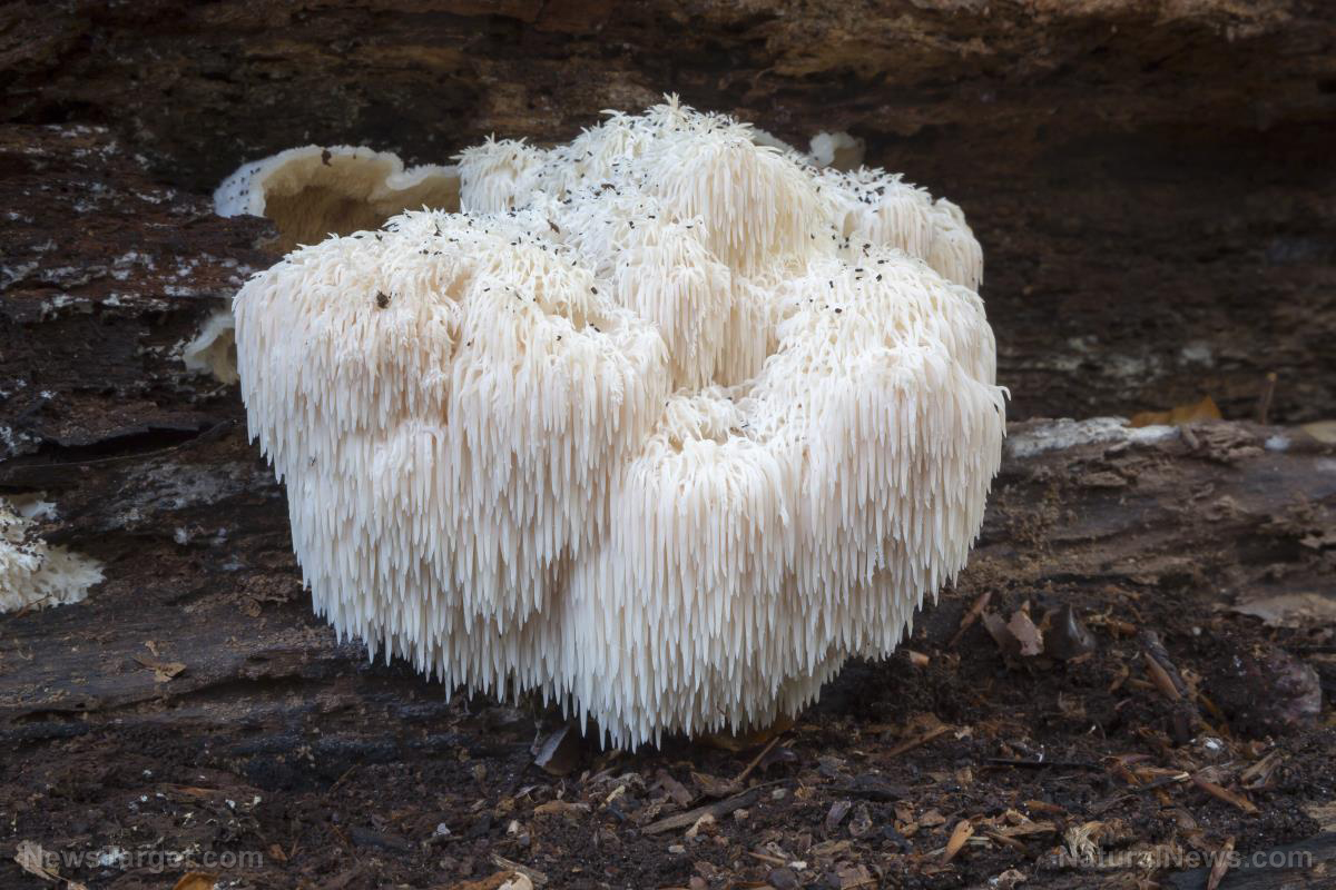 The benefits of Lion’s mane mushroom for your brain and nervous system