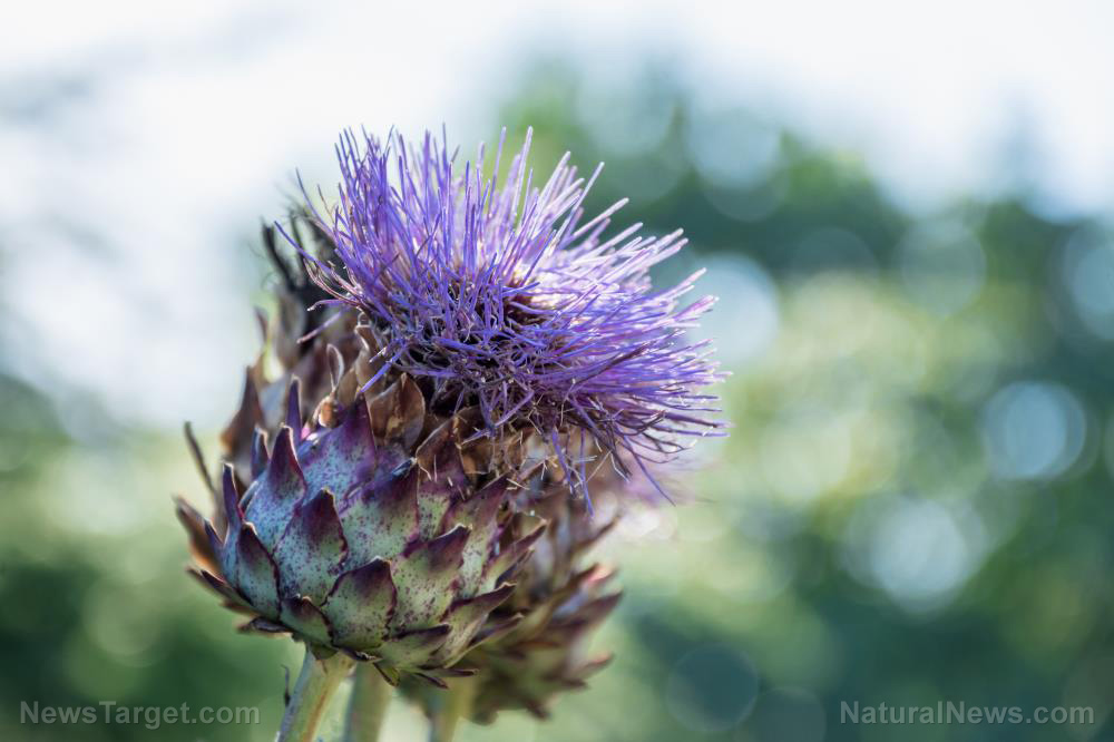 8 Surprising health benefits of cardoons, a Mediterranean superfood (recipes included)