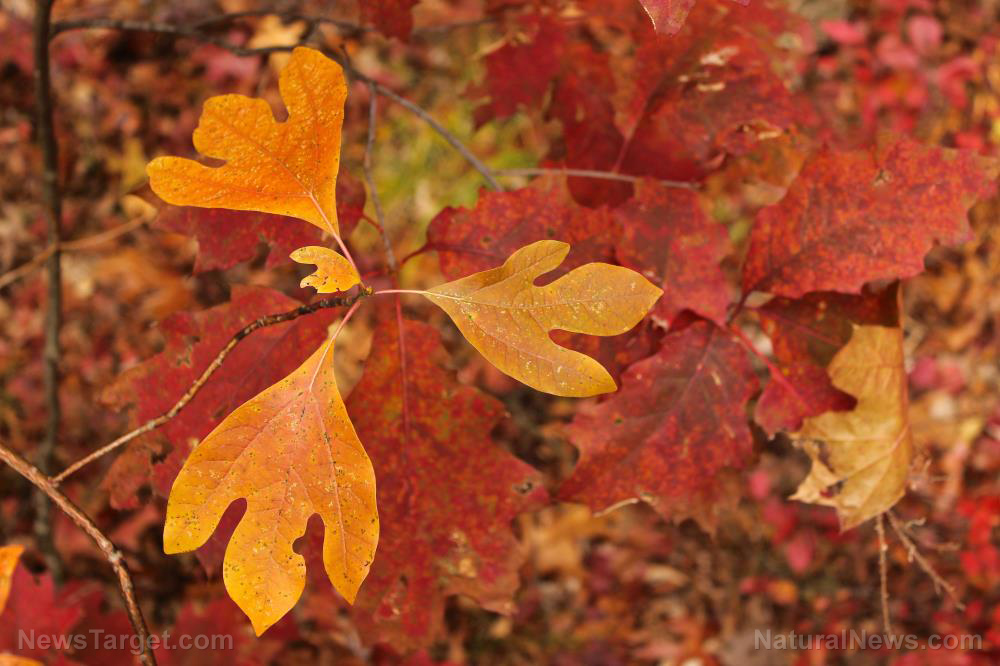 25 Colorful plants and trees for the perfect fall garden