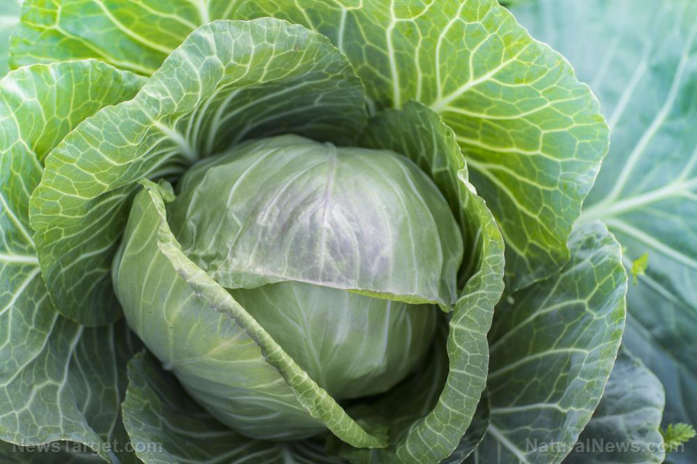 Try these 2 seriously delicious and healthy cabbage recipes