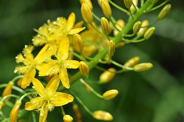 10 Science-backed health benefits of Bulbine natalensis, a powerful medicinal plant
