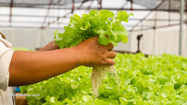 It’s about time you dipped your hands in aquaponics