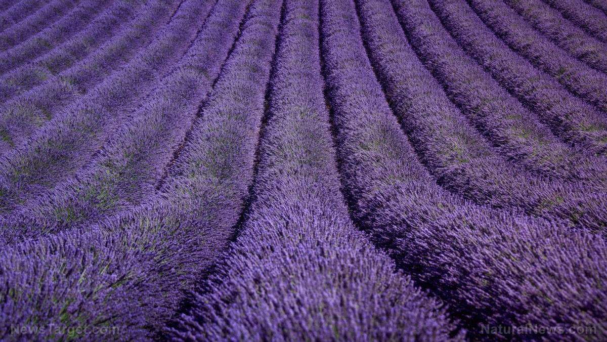 Here’s how you can dry your own lavender