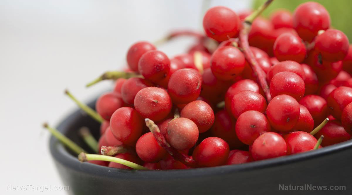 Schisandra: Five-flavor berries with more health benefits!