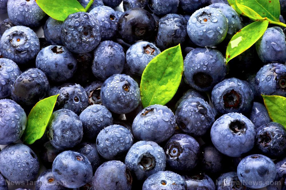Brain foods: Add blueberries to your diet to improve brain function and memory (recipe included)