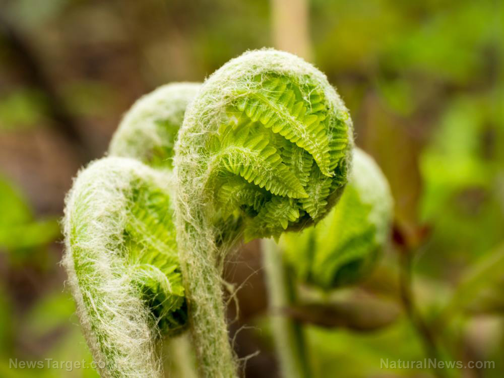 Here’s how to prepare fiddlehead ferns (recipe included)